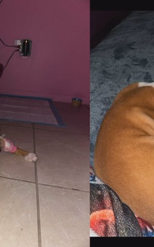 American Bully Presa Canario Mix in Miami, Florida