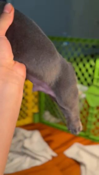 Ben French Bulldog REGISTERED in Chicago, Illinois