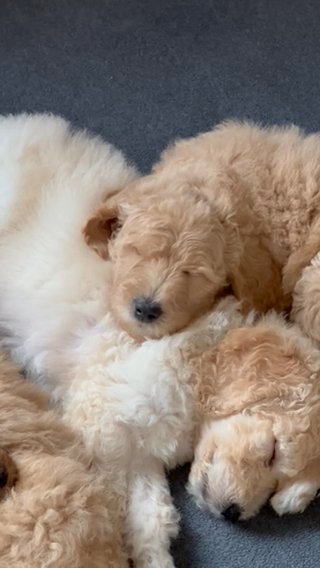 Goldendoodle Puppies in New Milford, Connecticut