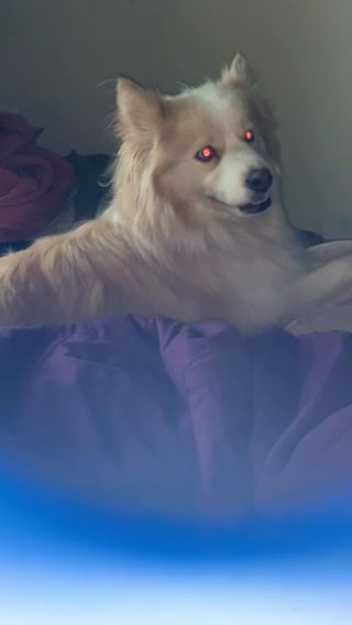 Cheap Beautiful Female Pomsky in New York City, New York