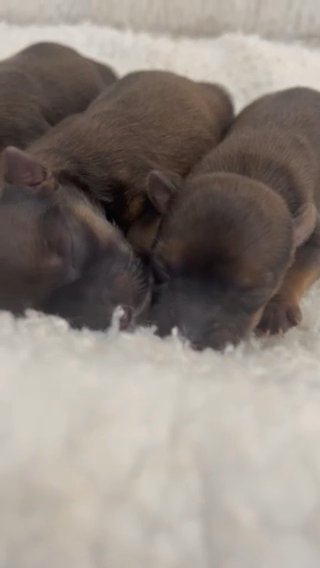 Sable Yorkies Puppies in Savannah, Georgia