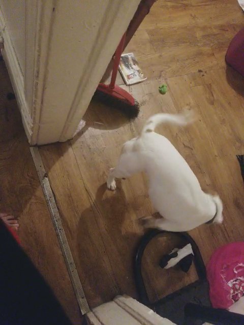 draco and kiki in Syracuse, New York