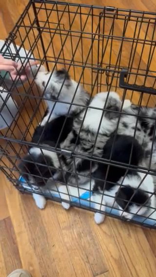 Fluffy wigglebutts in Gadsden, Alabama