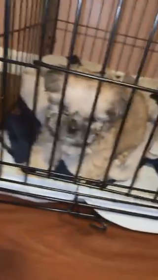 Puppy for sale in New York City, New York