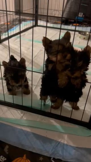 Yorkie babies! Babydoll Yorkshire Terriers in Phoenix, Arizona