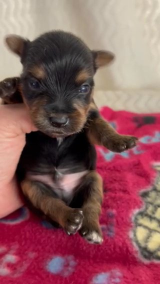 AKC Male Yorkie #2, Charting 4 And 1/2 Lbs in Lexington, North Carolina