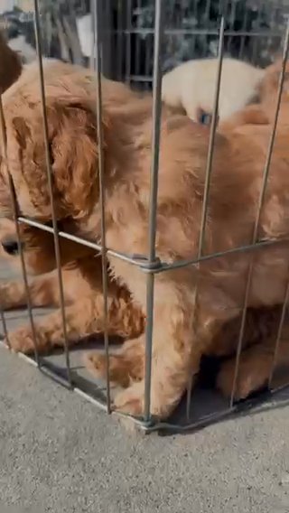 F2b Golden Doodles in South Gate, California