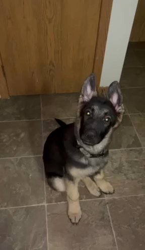 Selling Belgian Shepherd in Shakopee, Minnesota