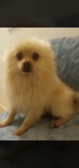 Pomeranian stud service in Fresno, California
