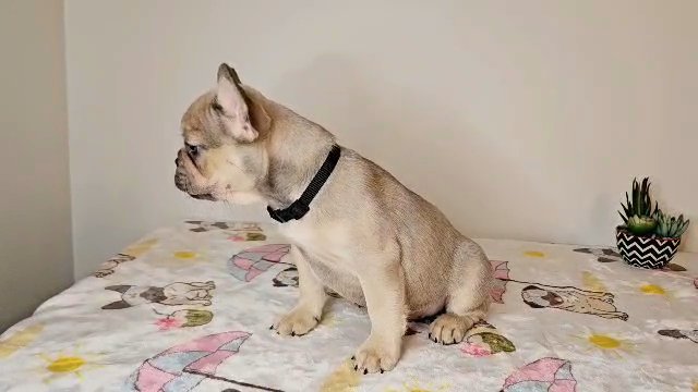 Male Frenchie in Snellville, Georgia