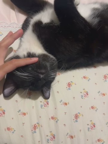 Cute Boy Kitty (Tuxedo) ?? in Allentown, Pennsylvania