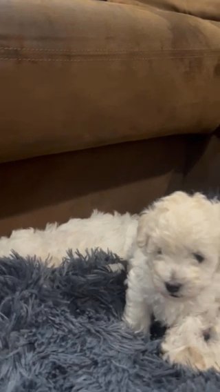 5 Cuties At 5 Weeks Old in Savannah, Georgia