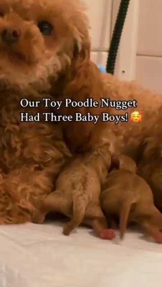 Nugget’s AKC Toy Poodle Puppies in Huntsville, Alabama