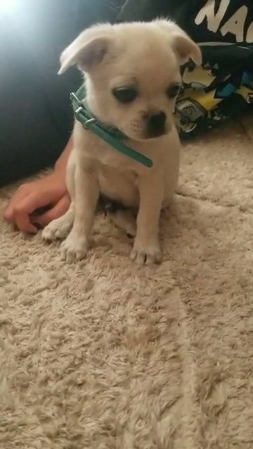White Pomeranian-Pug in Fresno, California