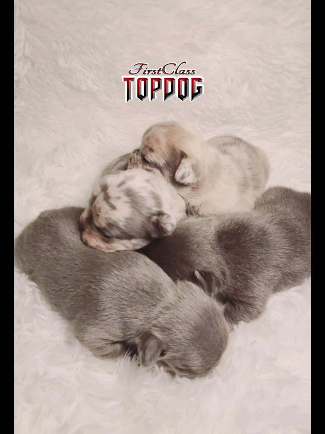 French bulldog fluffy carriers puppies in Victorville, California