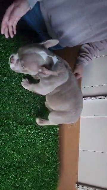 Micro Bully in Salinas, California