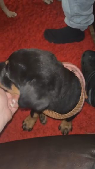 Female Rottweiler Puppy in Sterling Heights, Michigan