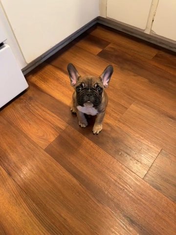 Frenchie Puppy in Anaheim, California