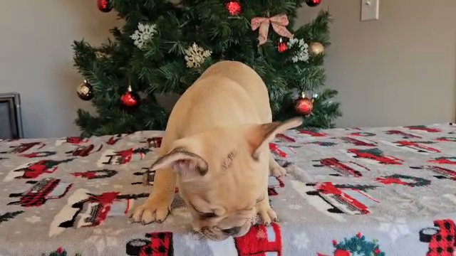 Frenchie Carmelo in Snellville, Georgia