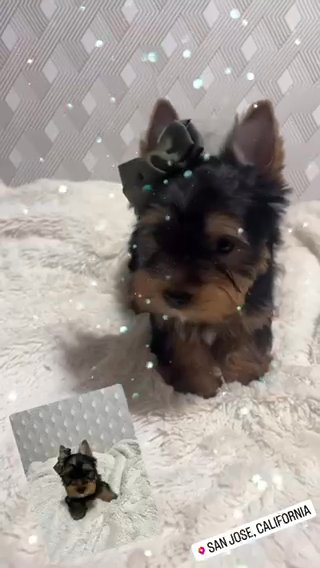 AKC Yorkie in San Jose, California