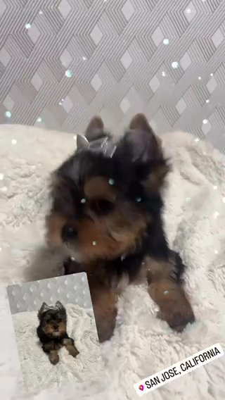 AKC Yorkie in San Jose, California
