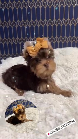 AKC Yorkie in San Jose, California