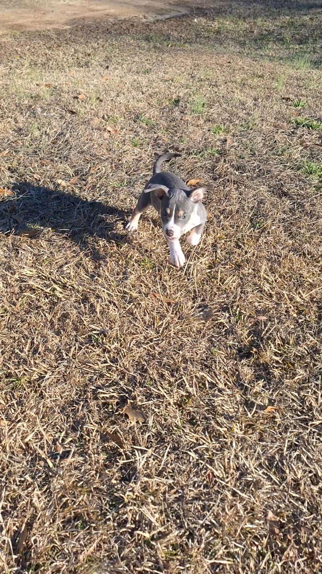 Female classic bully in Greenwood, South Carolina