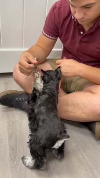 Royce, 7 Month Old Mini Schnauzer in Havelock, North Carolina