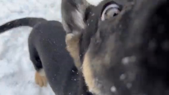 Charlie’s First Time Playing In The Snow in Aurora, Illinois