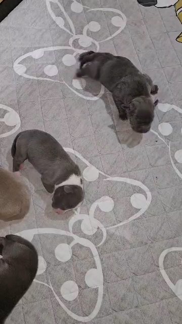 XL American Bully in Chicago, Illinois