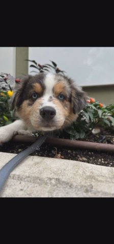 Australian Shepherd in Dallas, Texas