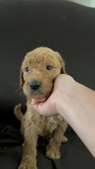 Goldendoodles available in Phoenix, Arizona