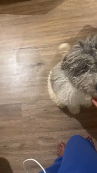 Rehoming 6month Old sheepadoodle in Atlanta, Georgia