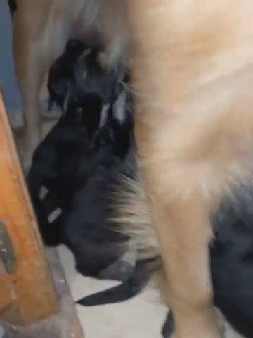 Nine Puppies For Sale! in Lubbock, Texas