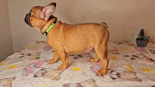 Brownie Male Frenchie in Snellville, Georgia