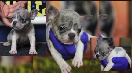 Paccgang  Kennels Akc French Bulldogs in Chicago, Illinois