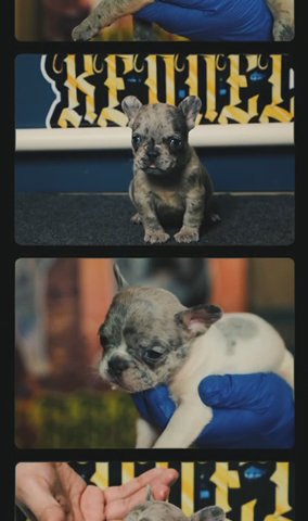 Akc French Bulldog Puppies in Chicago, Illinois