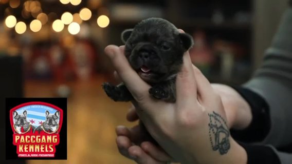 Paccgang  Kennels Akc French Bulldogs in Chicago, Illinois