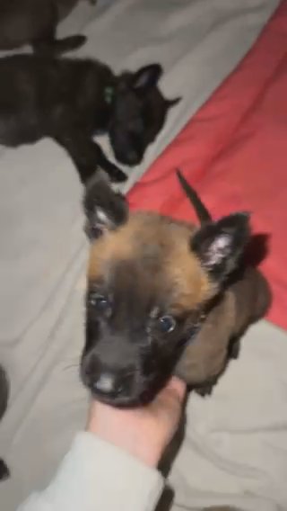 Belgian Malinois x Dutch Shepherd in Lincolnton, North Carolina