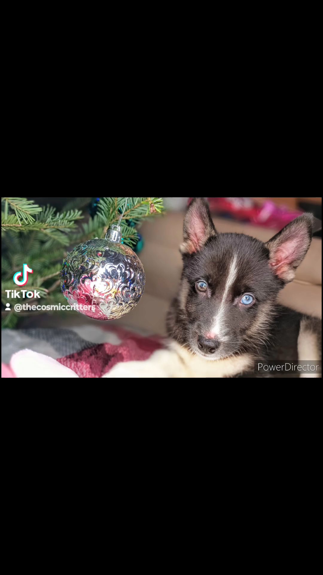 "Almond" AKC Siberian Husky READY NOW! in St. Louis, Missouri