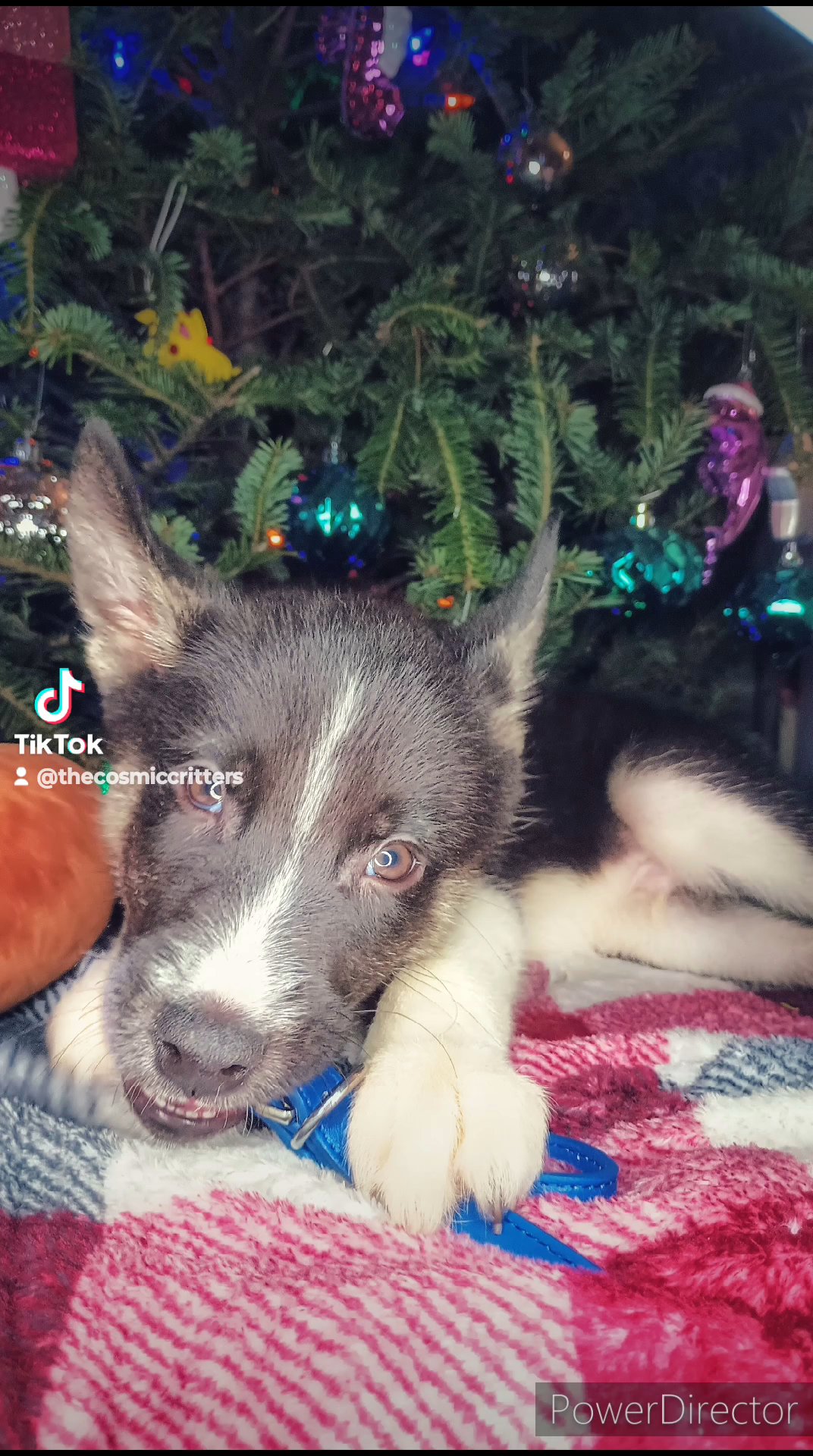 "Fir" AKC Siberian Husky READY NOW! in St. Louis, Missouri