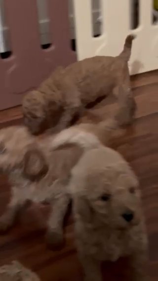 Small Golden Doodle in Downey, California