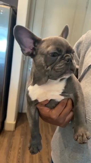 French Bulldog in Houston, Texas