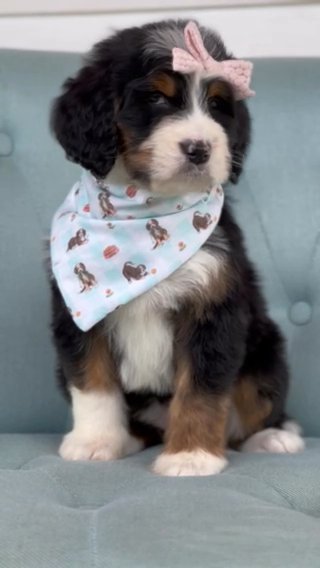 Melody - Standard Bernedoodle in Columbus, Ohio