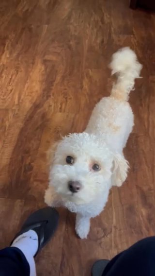 All i want to do is cuddle and play. in Houston, Texas