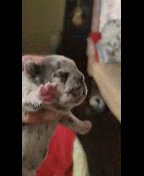 French Bulldogs in Greensboro, North Carolina