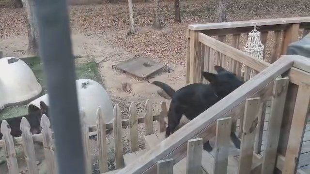 Free All Black Female German Shepherd in Crestview, Florida