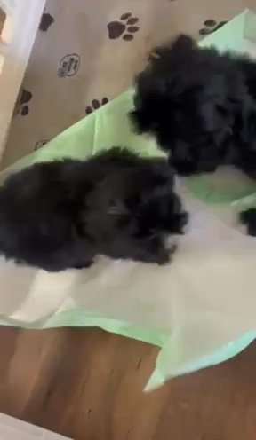 Shih Tzu Males in Crowley, Louisiana