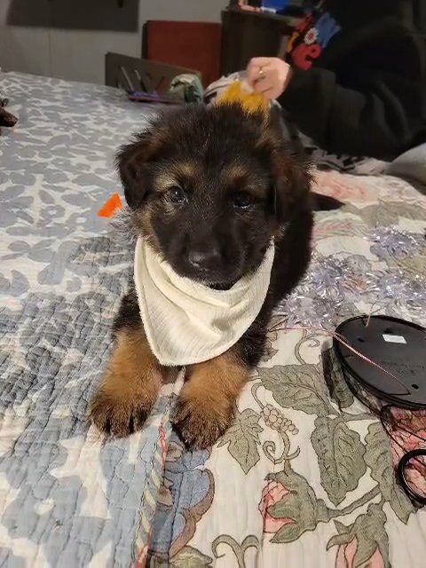 German shepherd puppies in Neosho, Missouri
