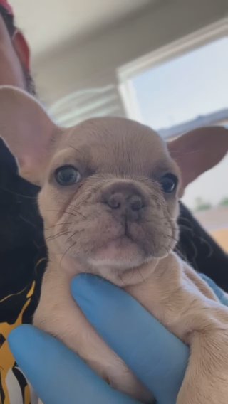 Blue Fawn (Fluffy + Isabella Maker) in Ontario, California